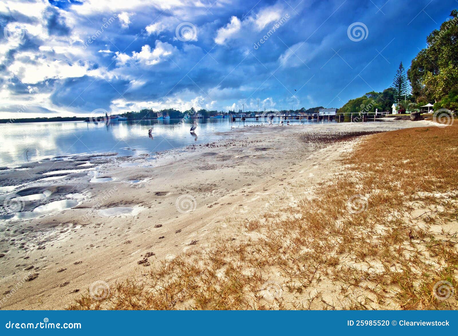 Beach at yamba stock photo. Image of pelicans, scenic 25985520