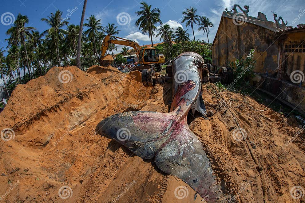 Beached blue whale stock image. Image of bags, horizontal - 149458463
