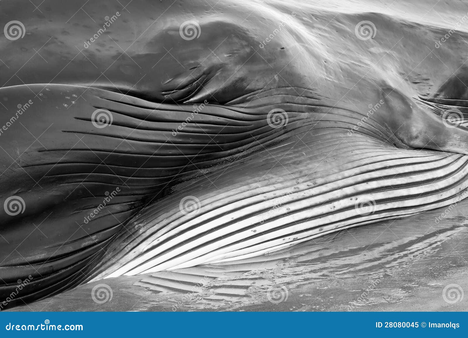 beached fin whale
