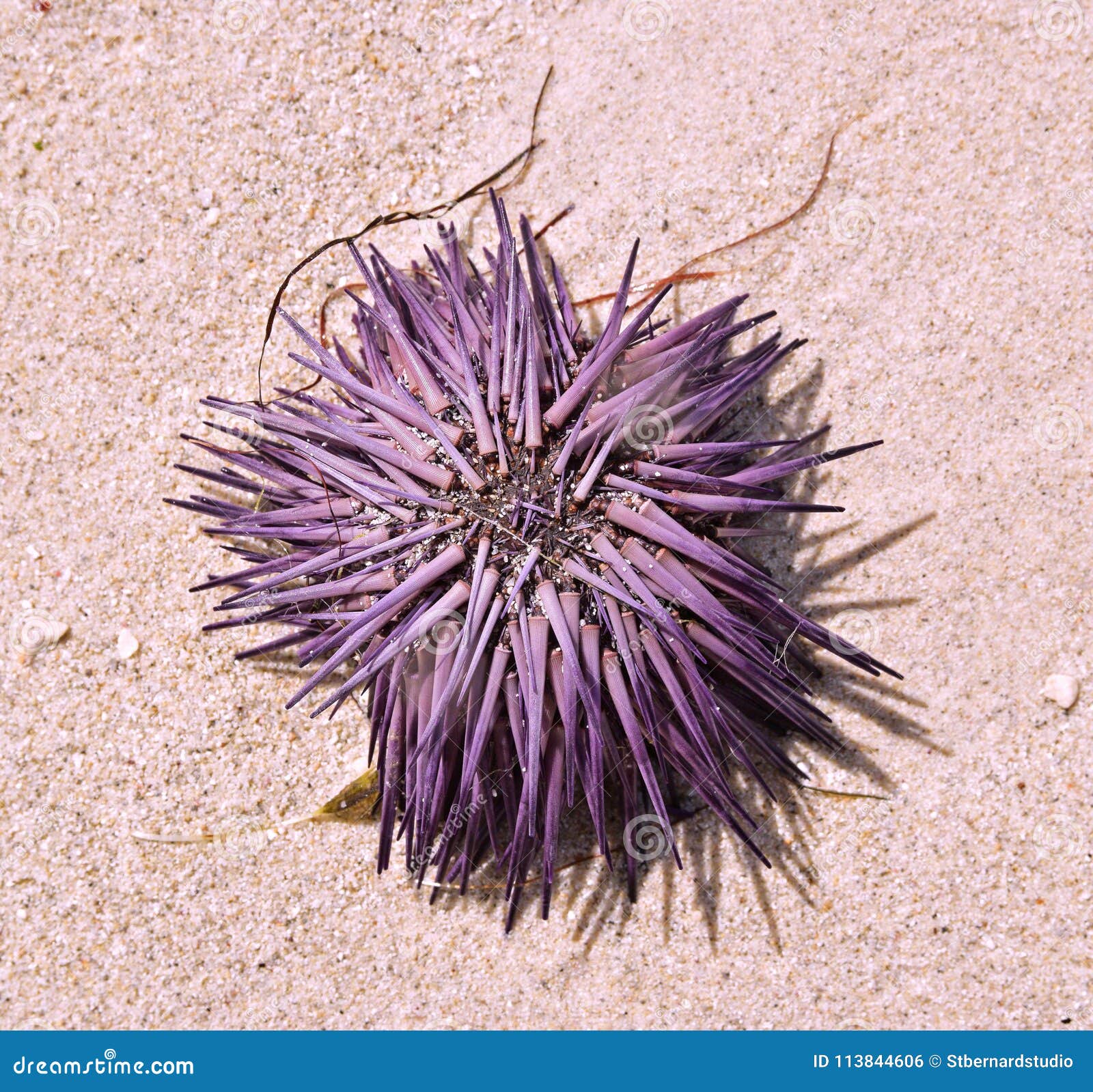 beached fresh purple violet sea urchin drying up on sand