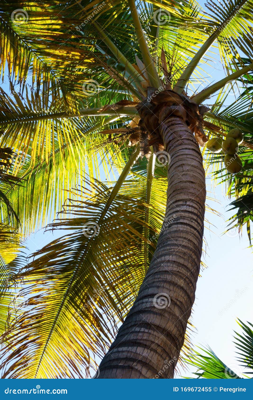 Tropical coconut stock image. Image of outdoor, nature - 169672455