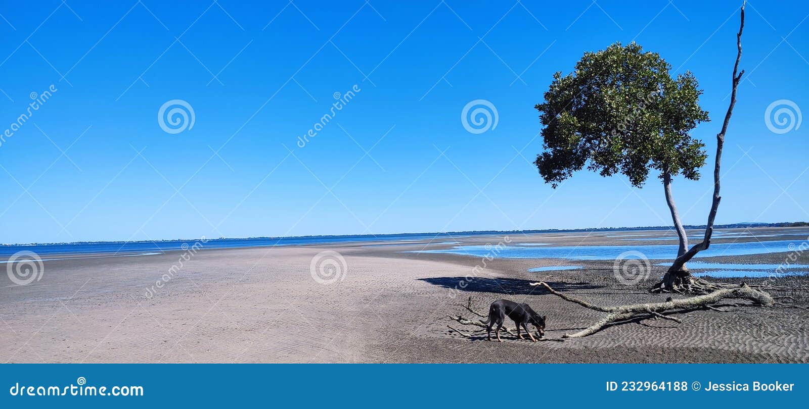 Beachmere Mangroves and Beach Stock Photo Image of wave, beachmere