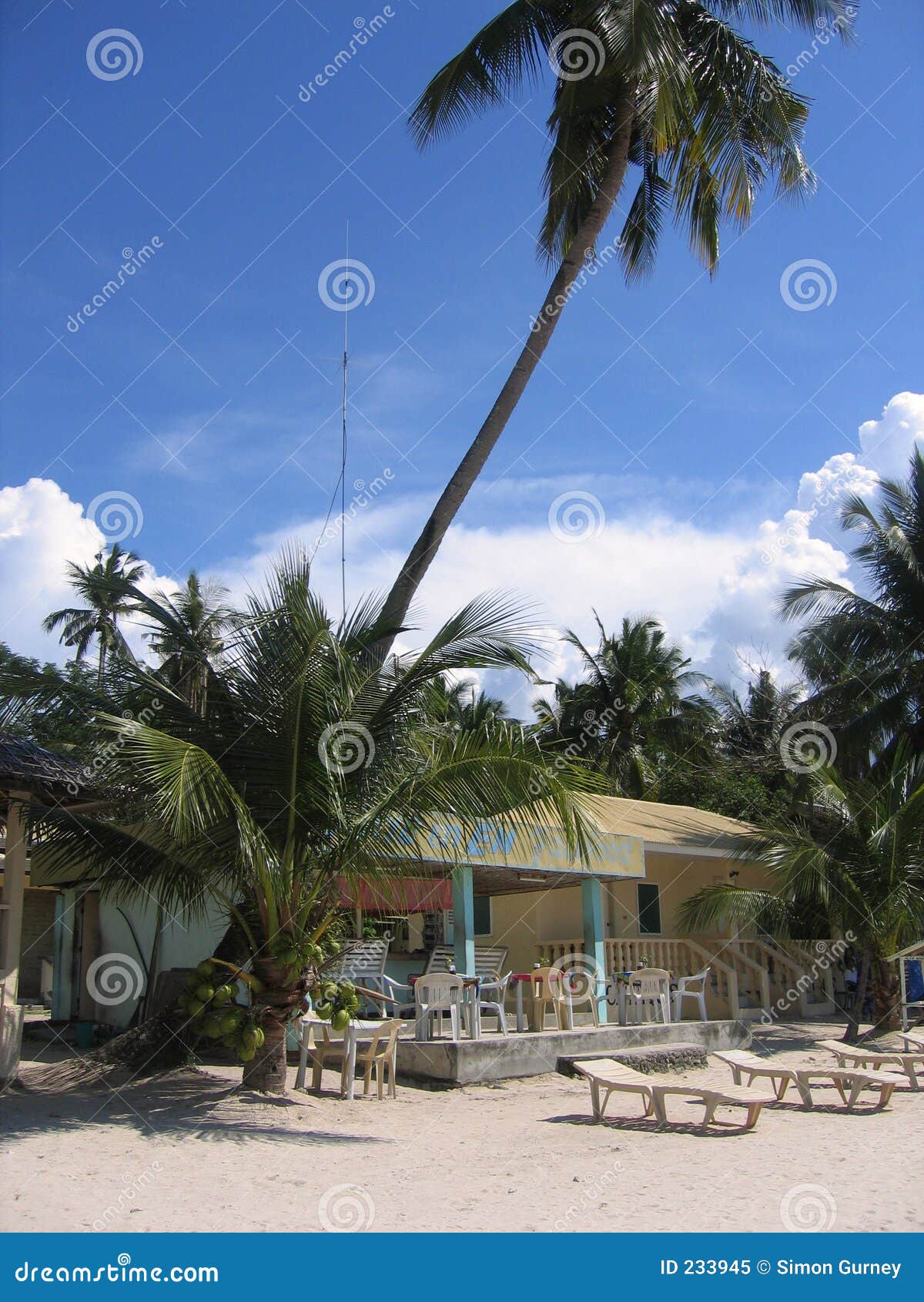 beachside cafe palm tree sabang philippines