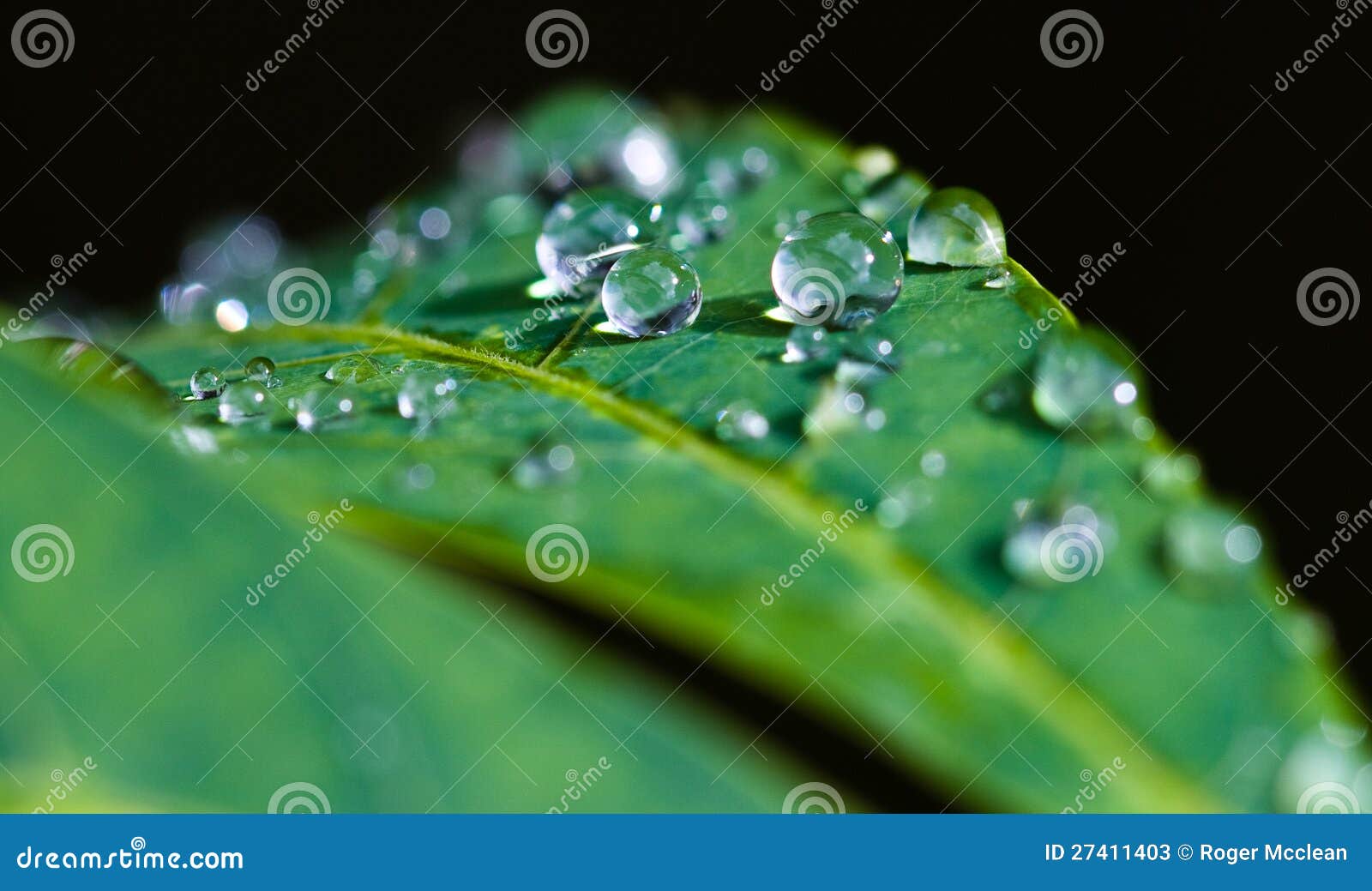 Beads of water on leaves stock image. Image of nature 27411403