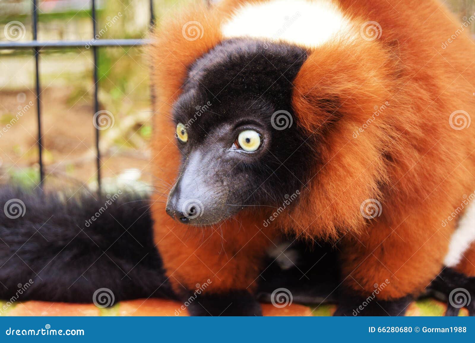 Beady eyes&hellip; stock photo. Image of nature, wildlife - 66280680