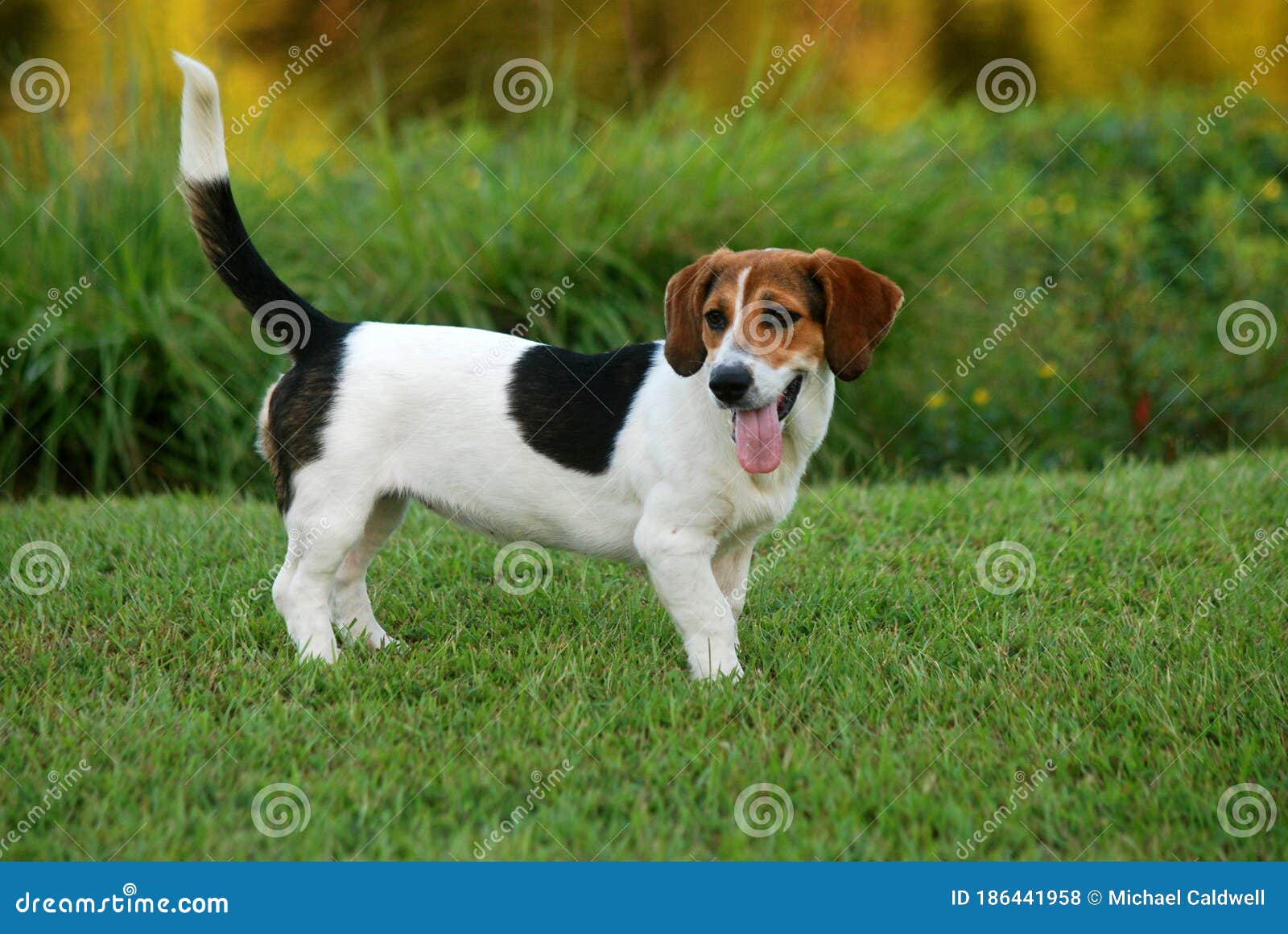 Beagle Basset Hound Mix Posing For The Camera Stock Photo Image Of Mowed Yard 186441958