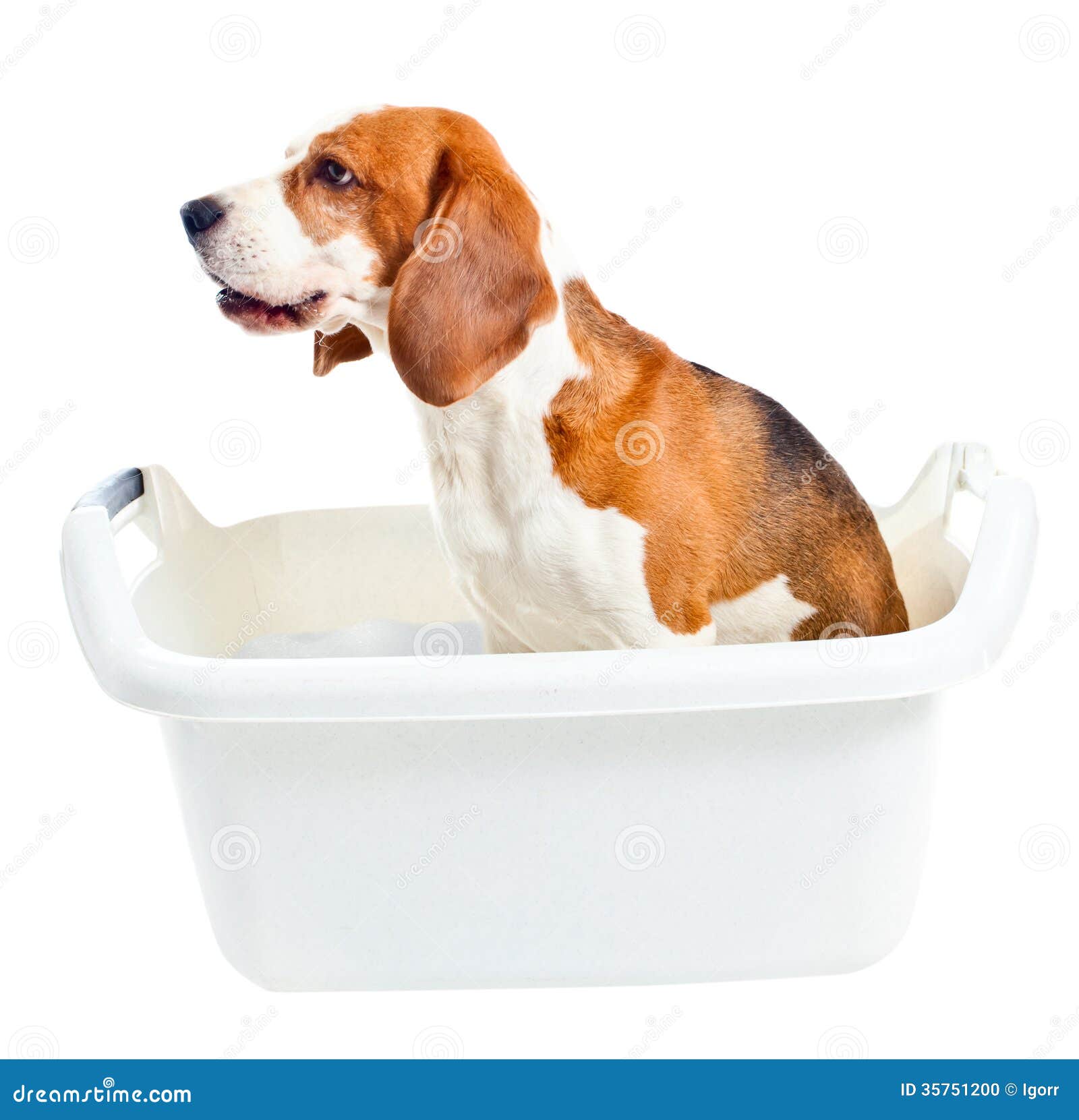 Beagle in bath stock photo. Image of cute, purebred, brown 35751200