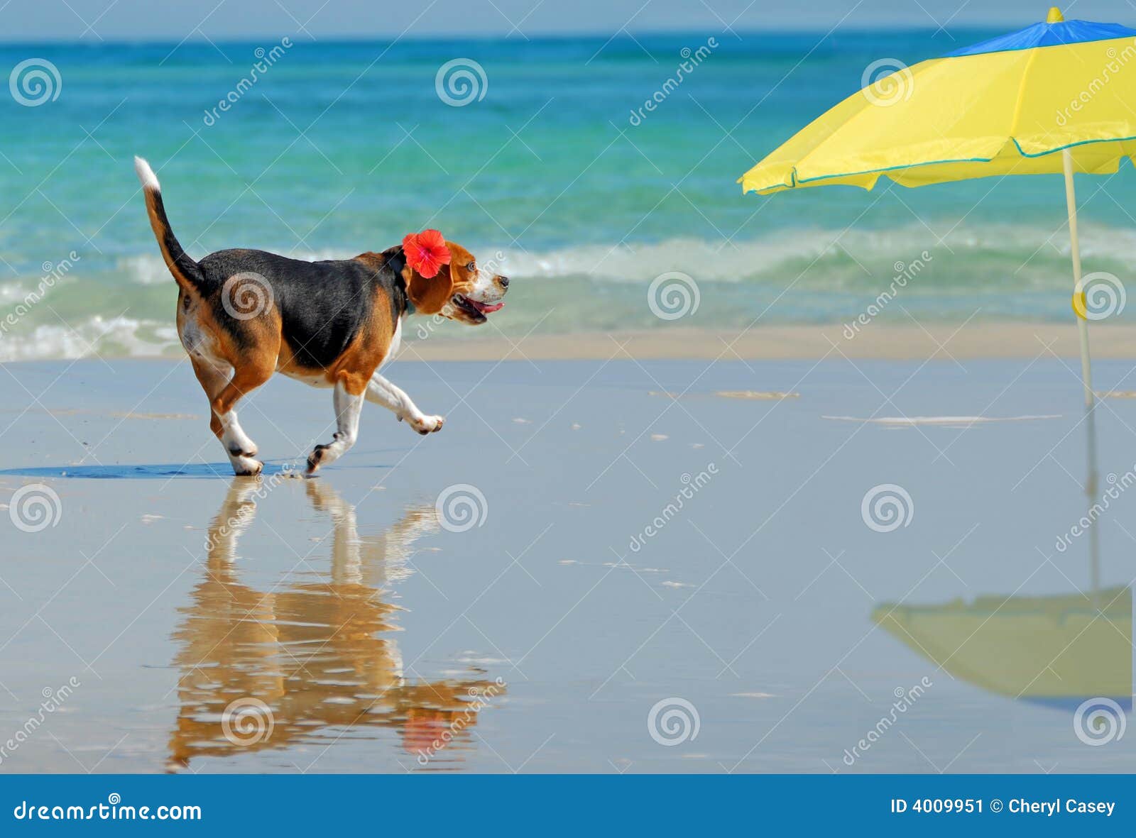 Beagle on Beach stock image. Image of coast, beach, holiday 4009951
