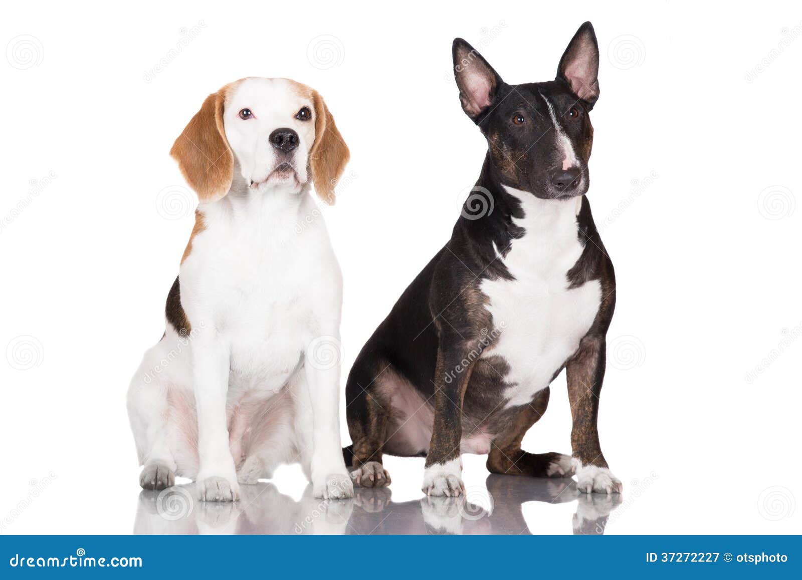 bull terrier beagle mix