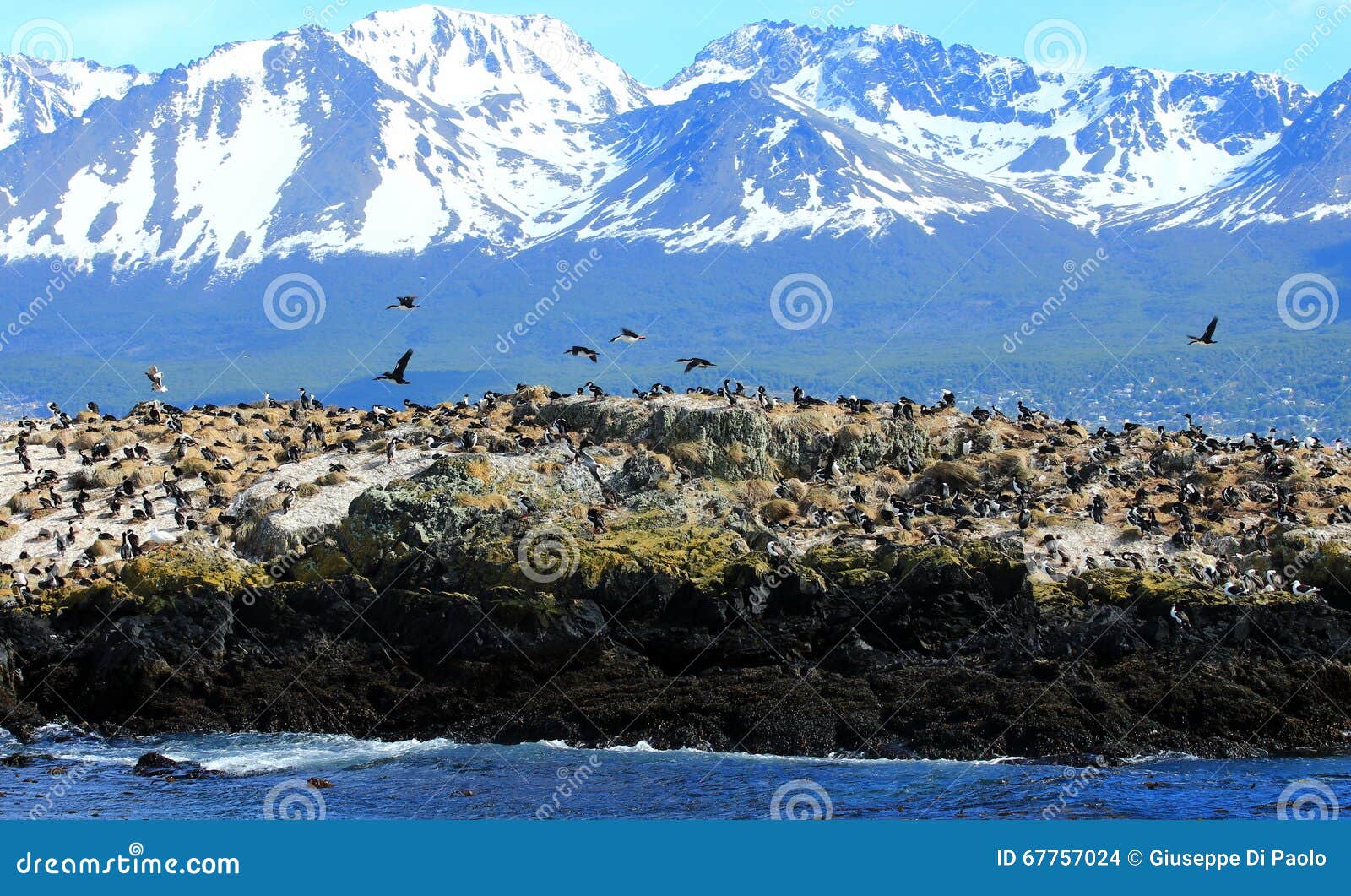 beagle channel, birds island