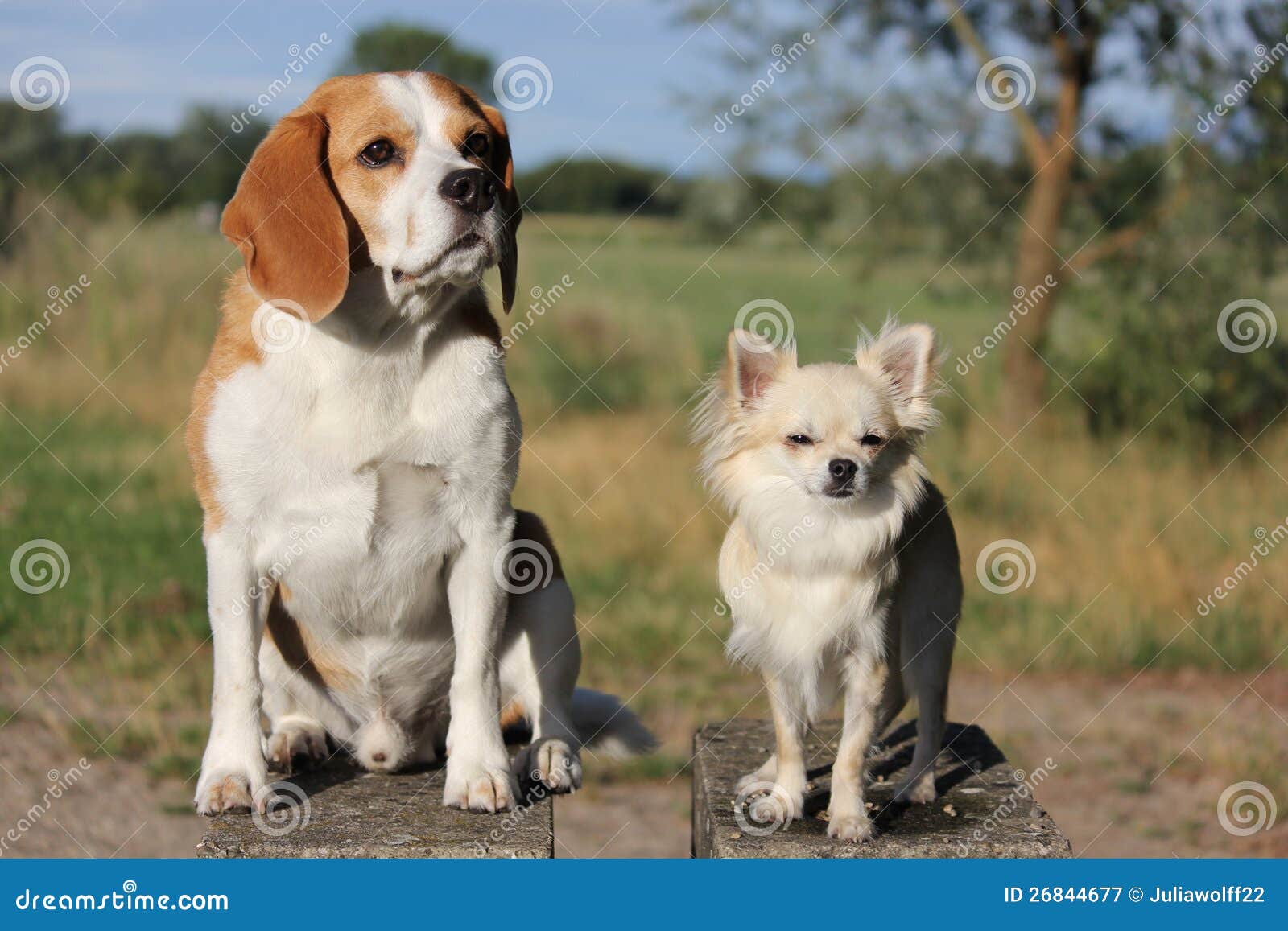 beagle chihuahua