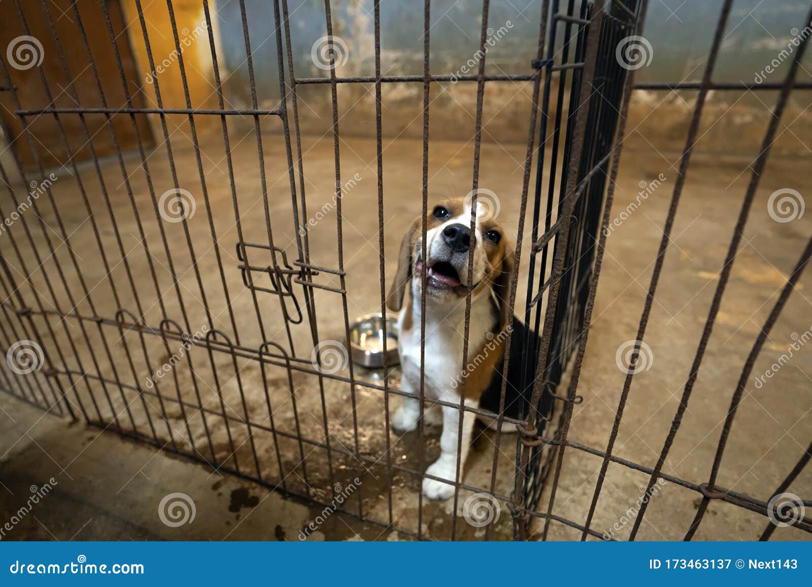 Crystal Kennels Crystal Kennels Dog Boarding