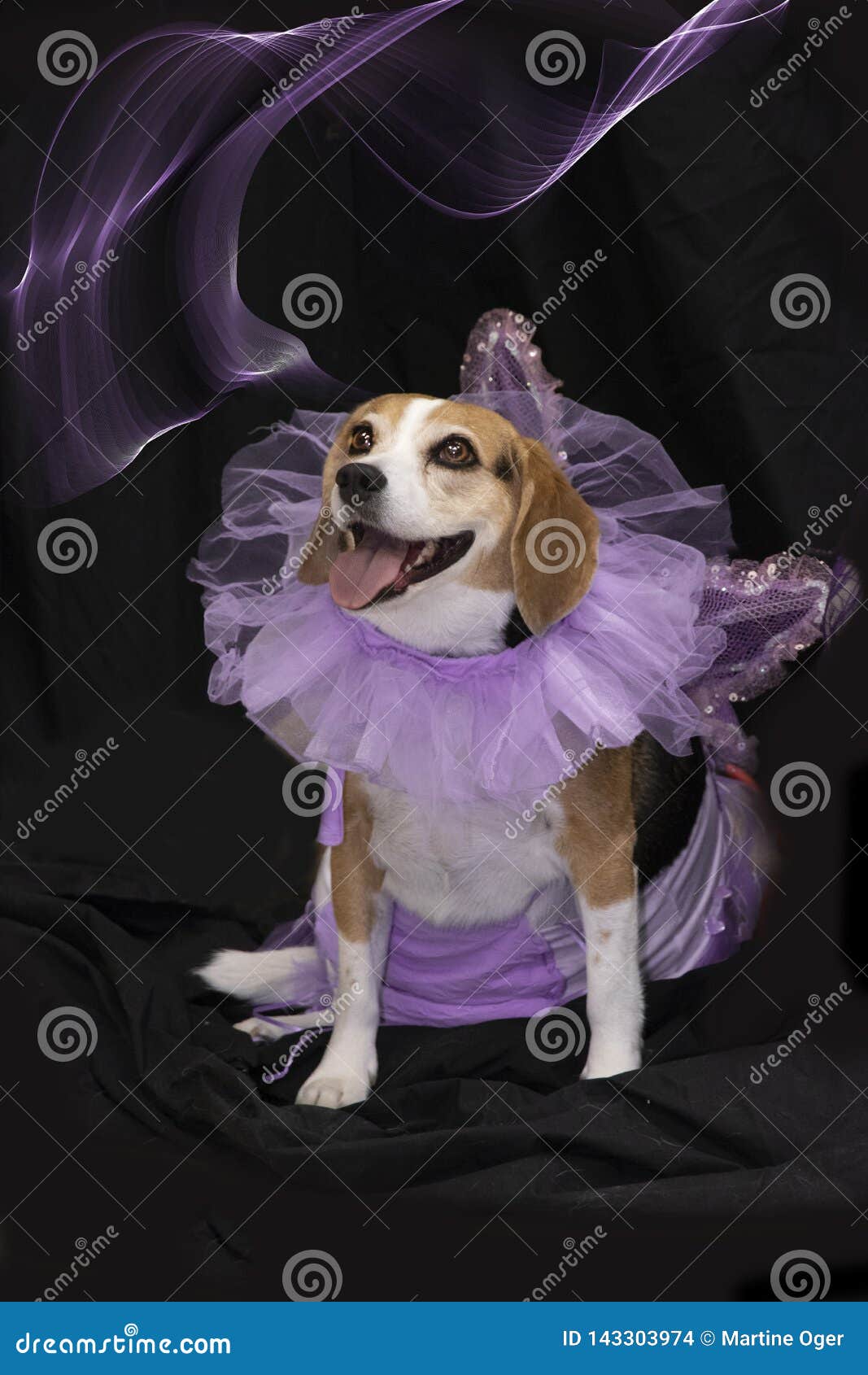 beagle disguised as fairy