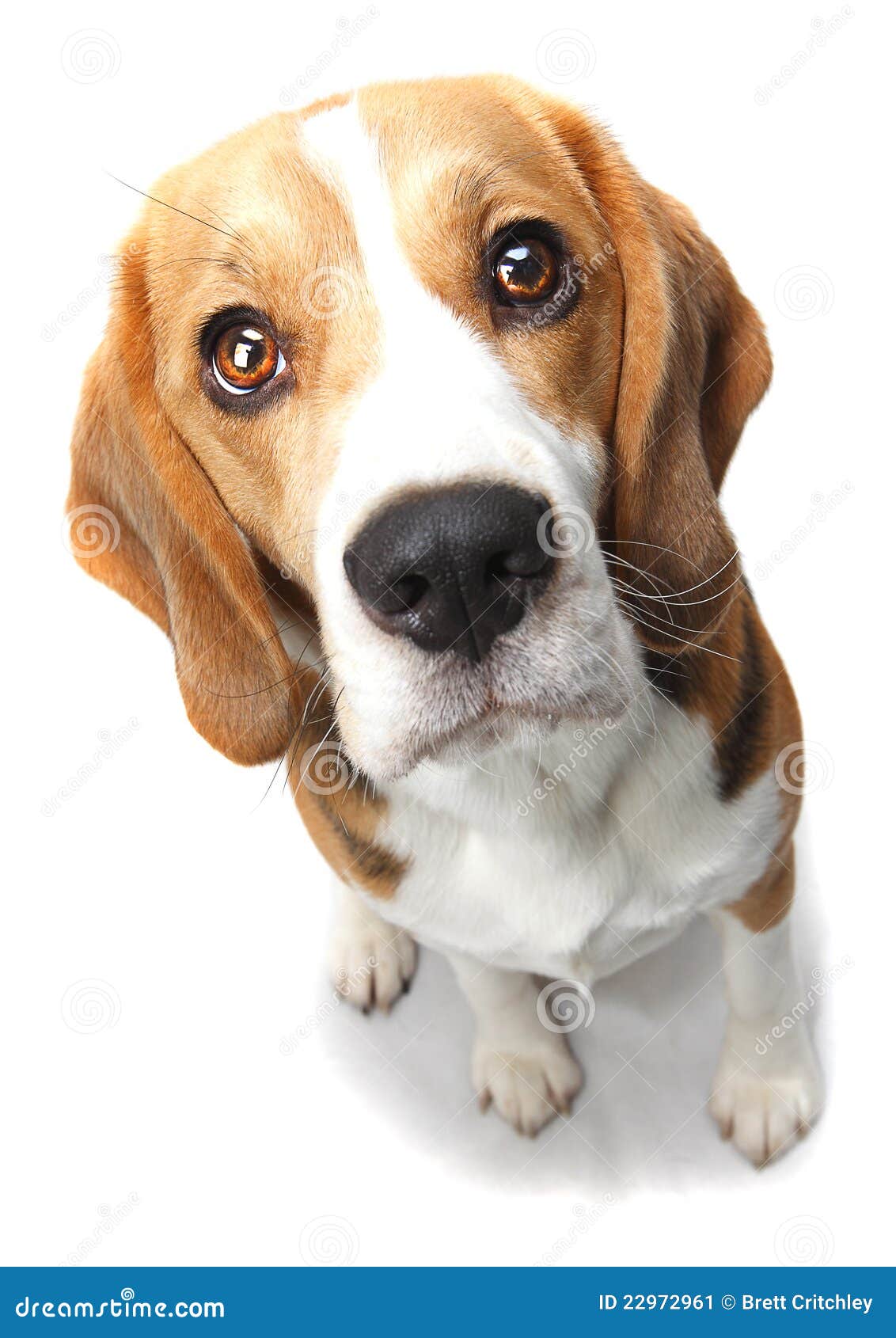 beagle dog