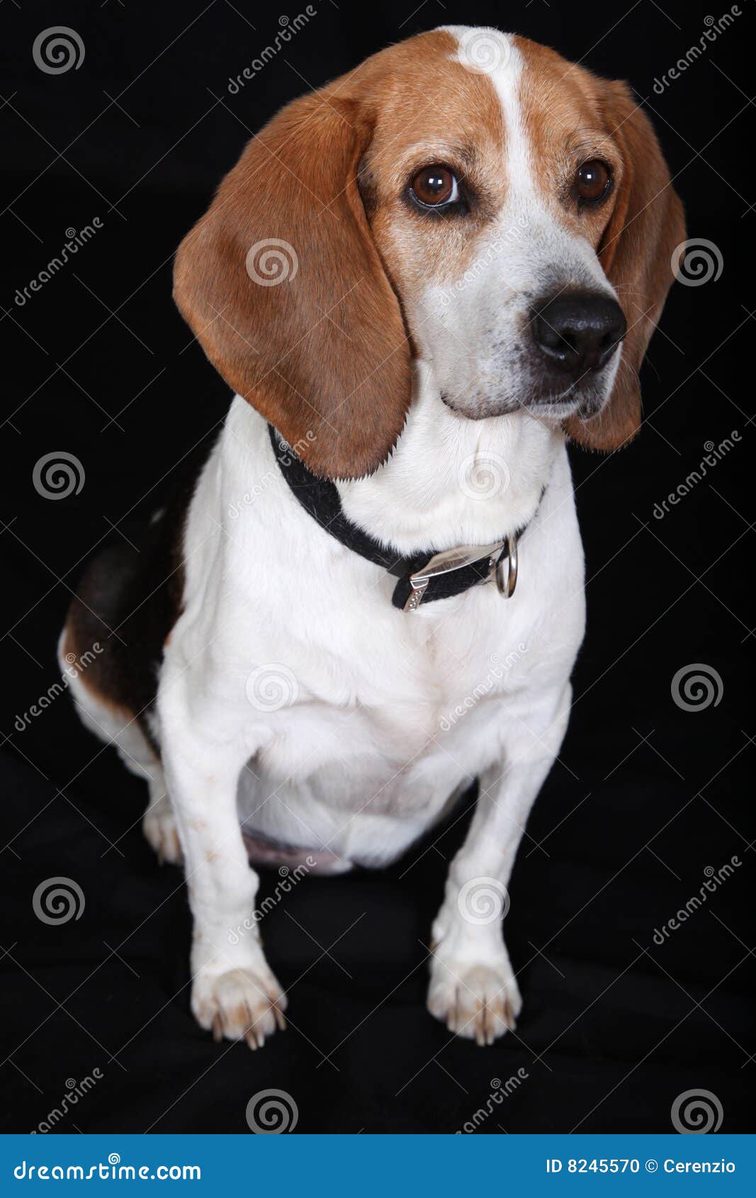 Beagle dog stock photo. Image of animal, canine, mammal 8245570
