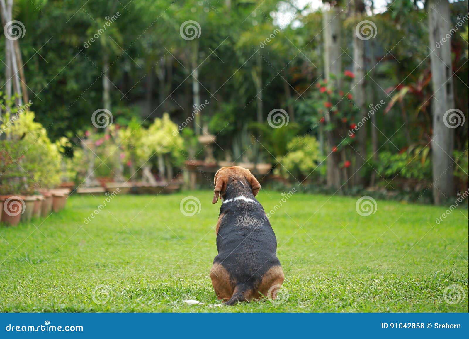 Beagle dog alone at home stock photo. Image of cozy, alone 91042858