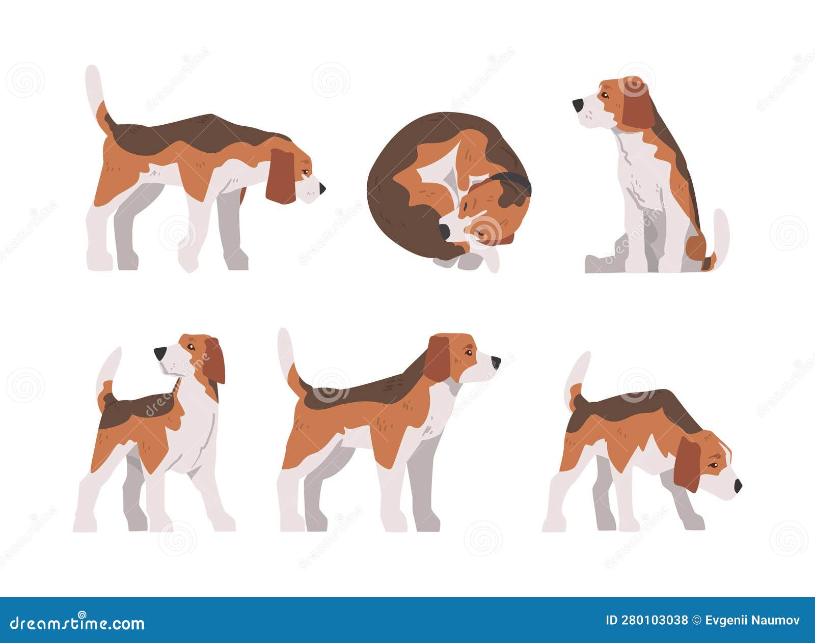 Beagle Dog As Scent Hound Breed with Brown Marking and Large Long