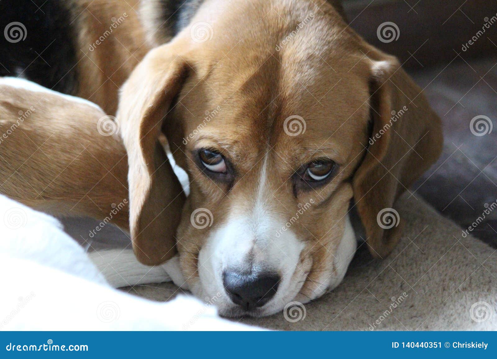 why do beagles like to cuddle