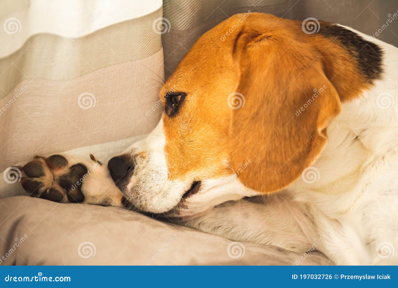 Beagle Dog Biting His Itching Skin On Legs. Skin Problem