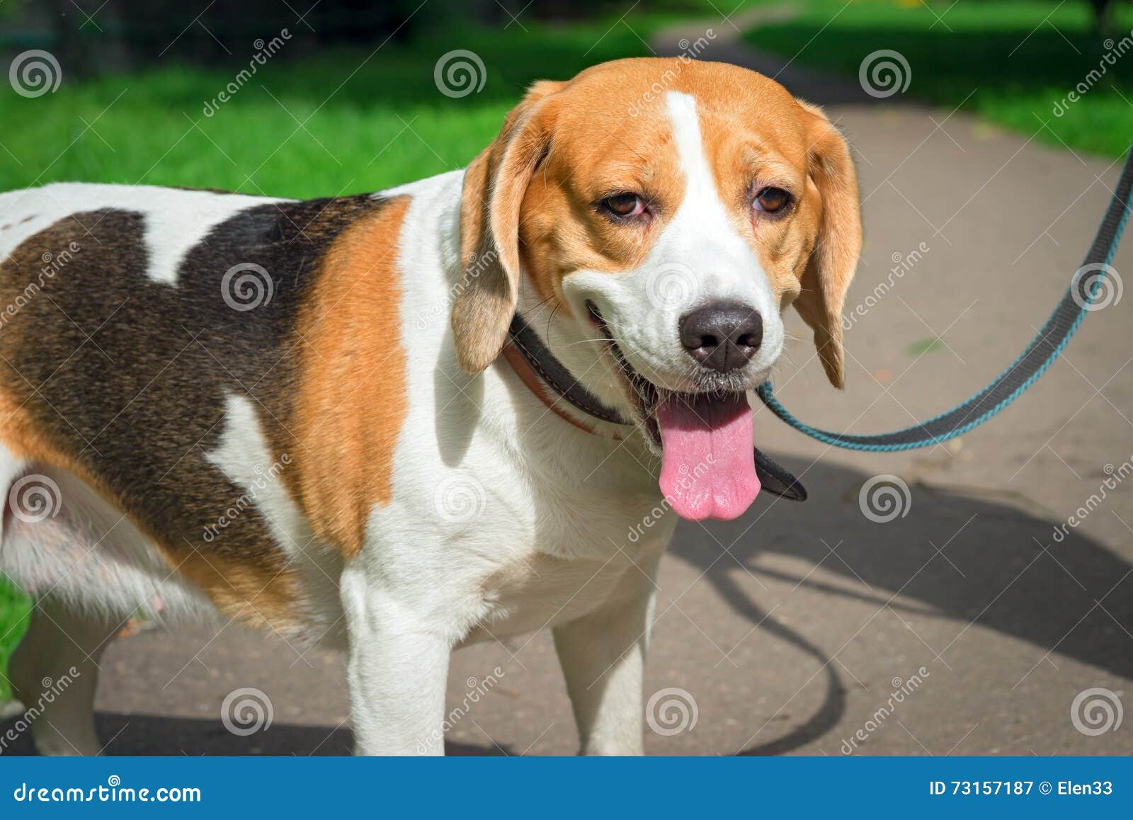 Beagle stock image. Image of outdoor, friendly, look 73157187