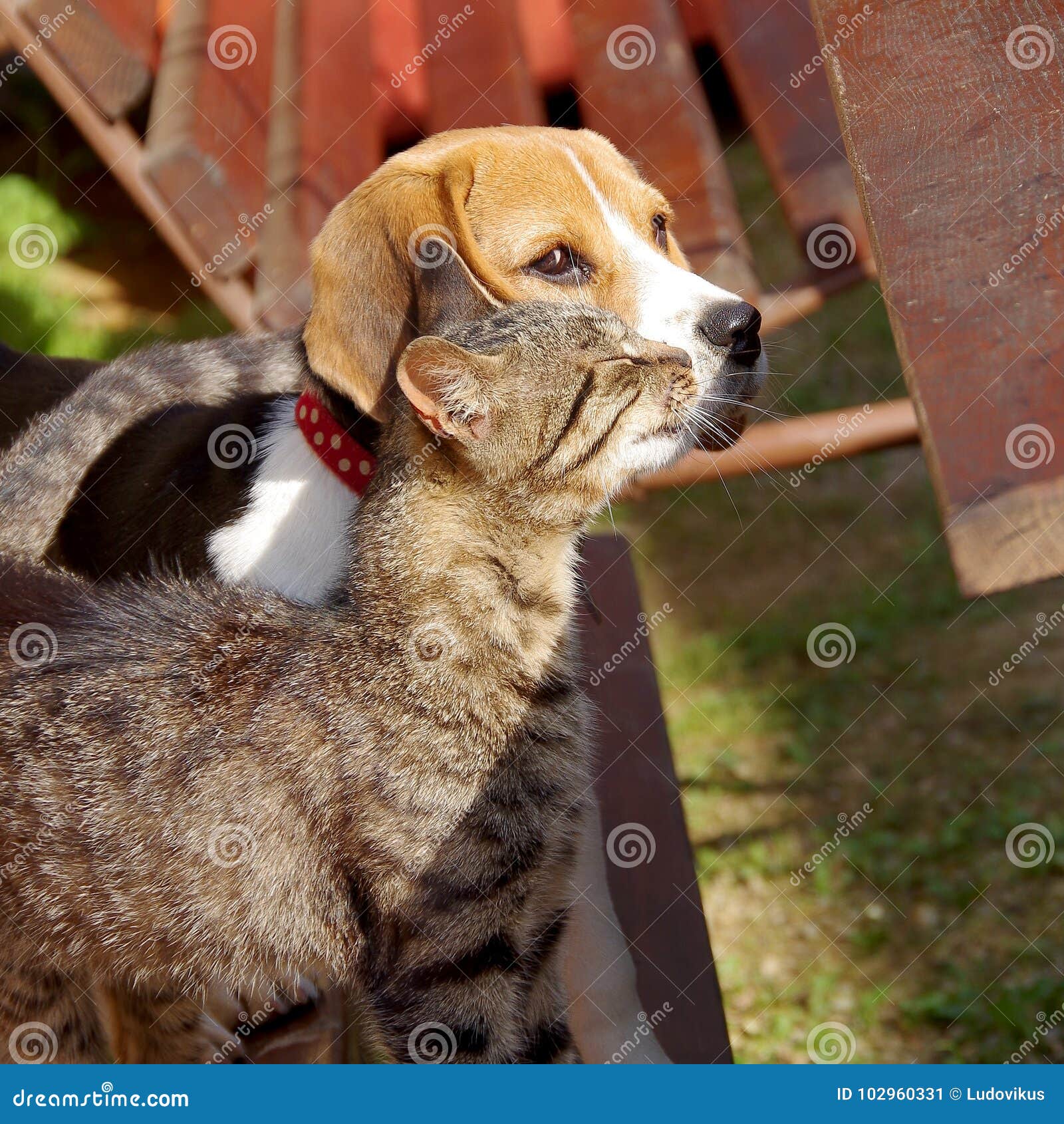 beagles and cats