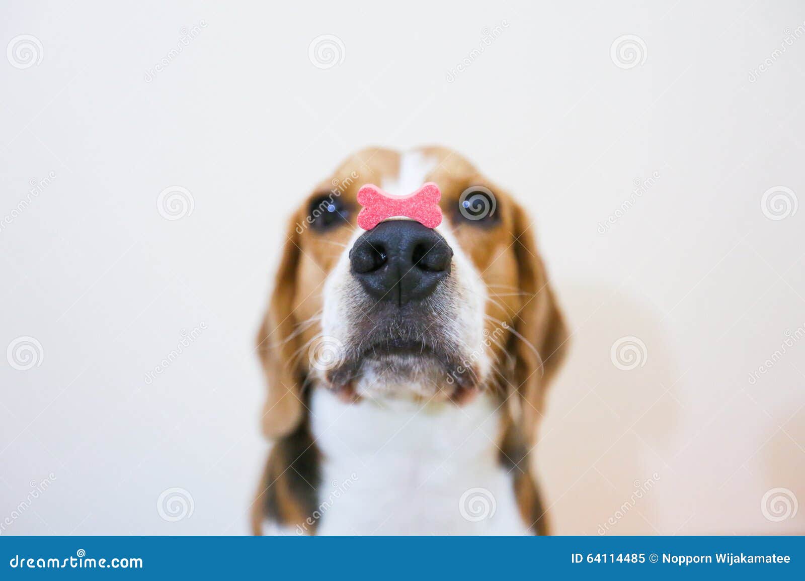 beagle dog is concentrate at snack