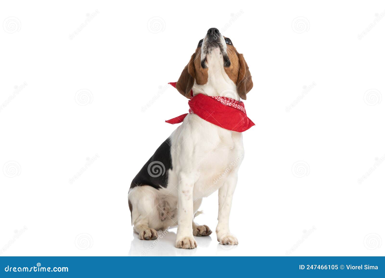 beagle dog curious of what`s above him