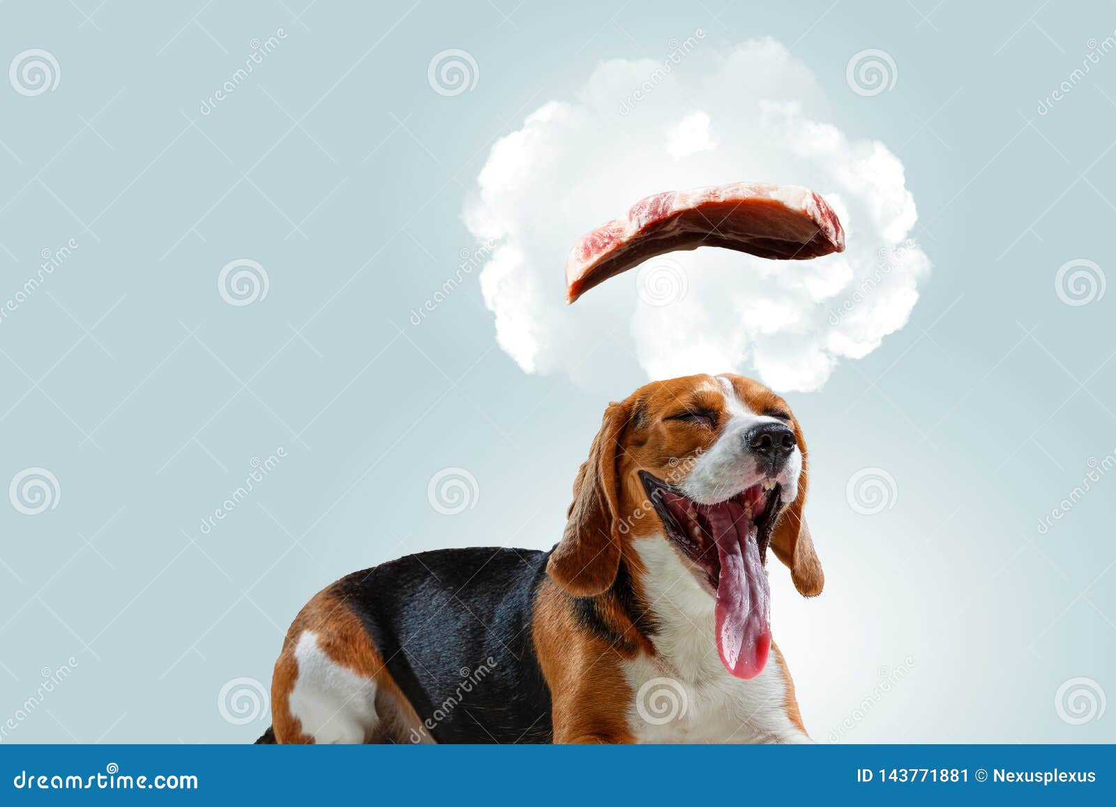 download dreaming of dogs download dreaming of dogs