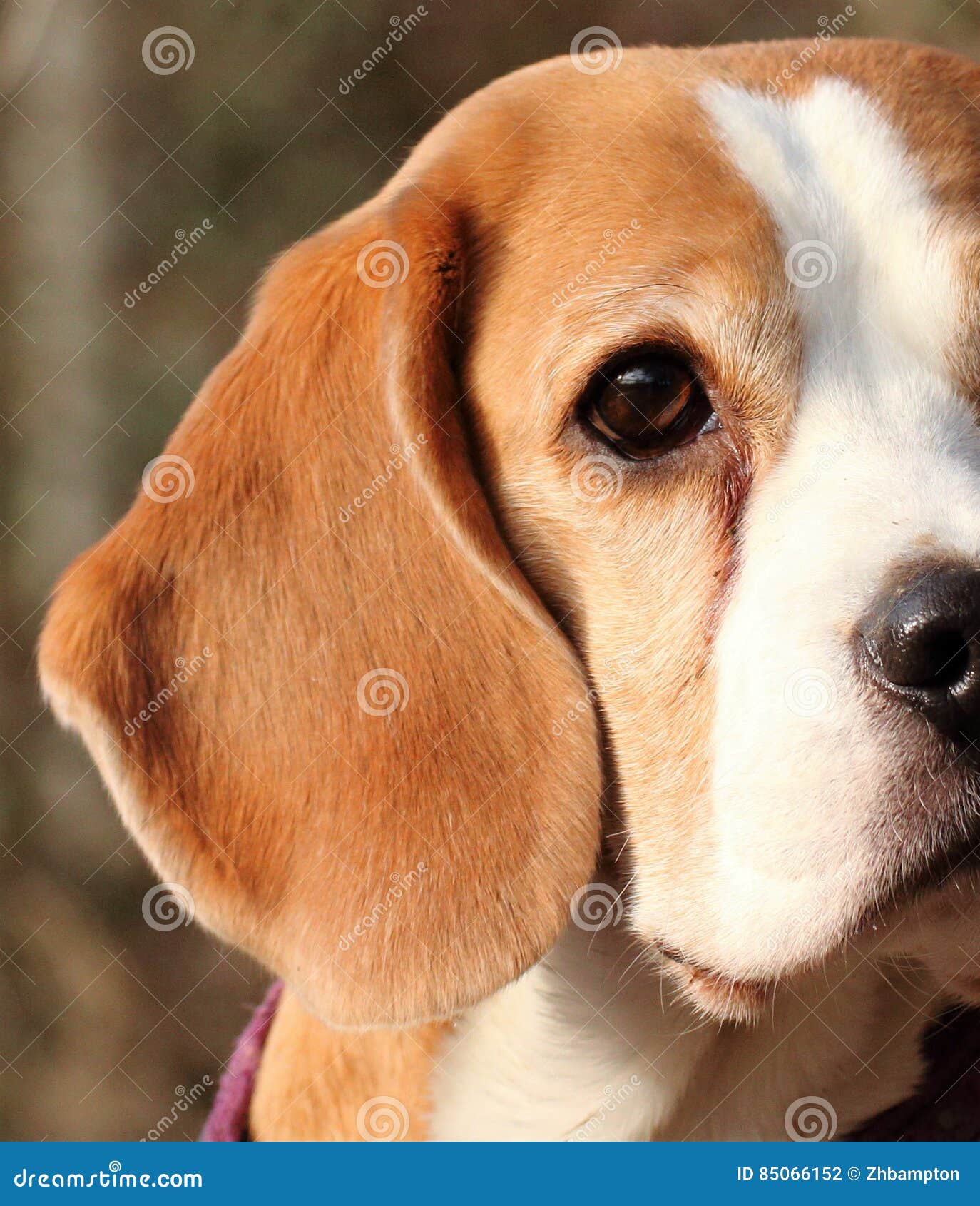Beagle dog face stock photo. Image of brown, bokeh, canine 85066152