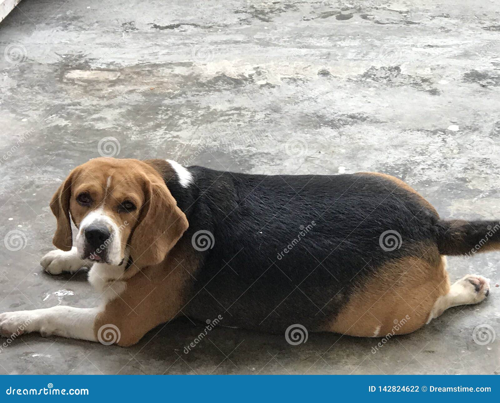 FAT BEAGLE stock photo. Image of plant, pink, small 142824622