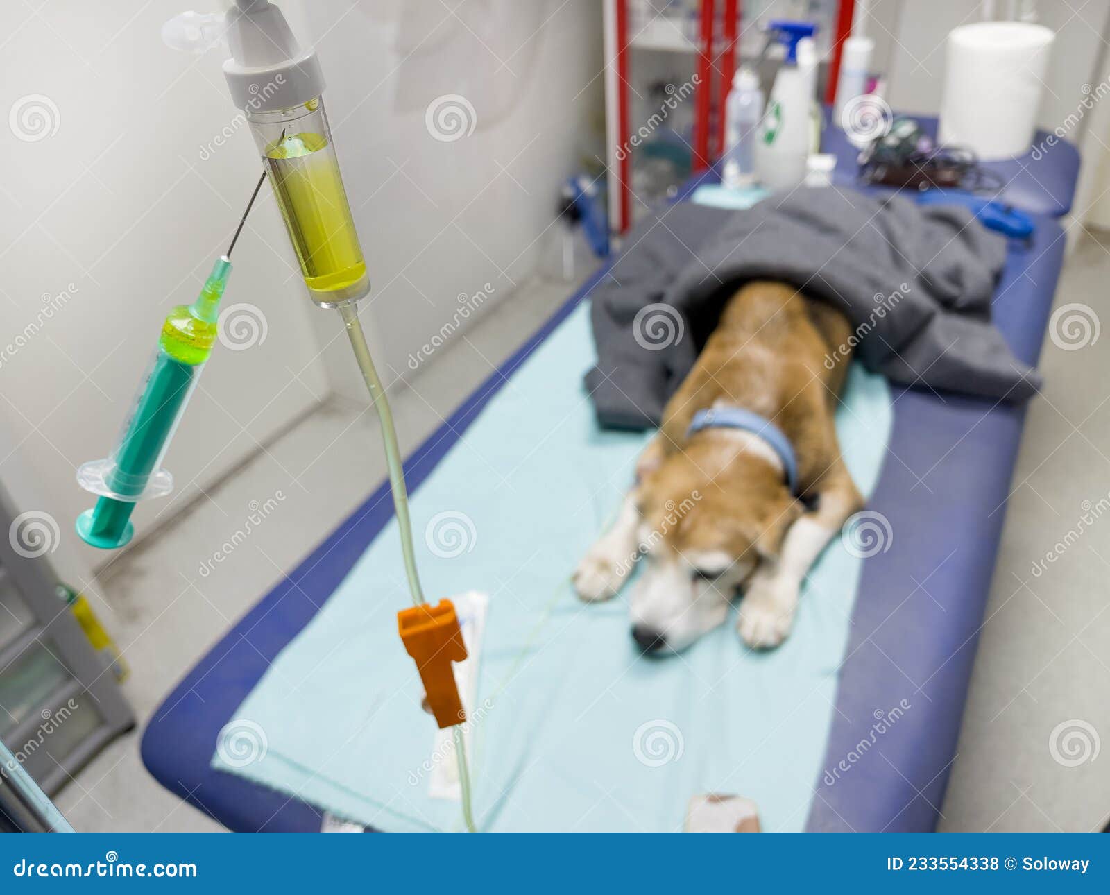 can dogs get iv fluids