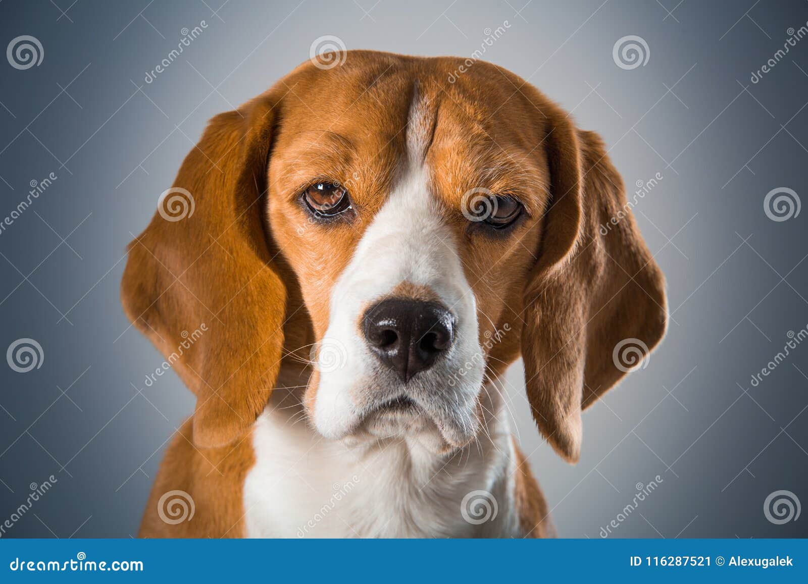 Beagle Dog Head Closeup on Blue Gradient Background. Stock Image