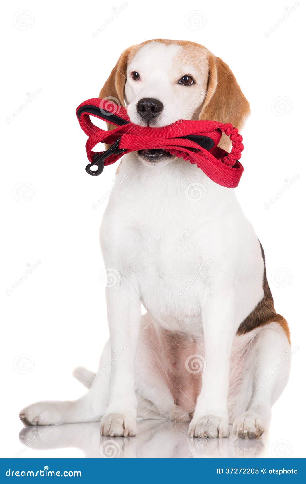 Beagle dog holding a leash stock image. Image of purebred 37272205