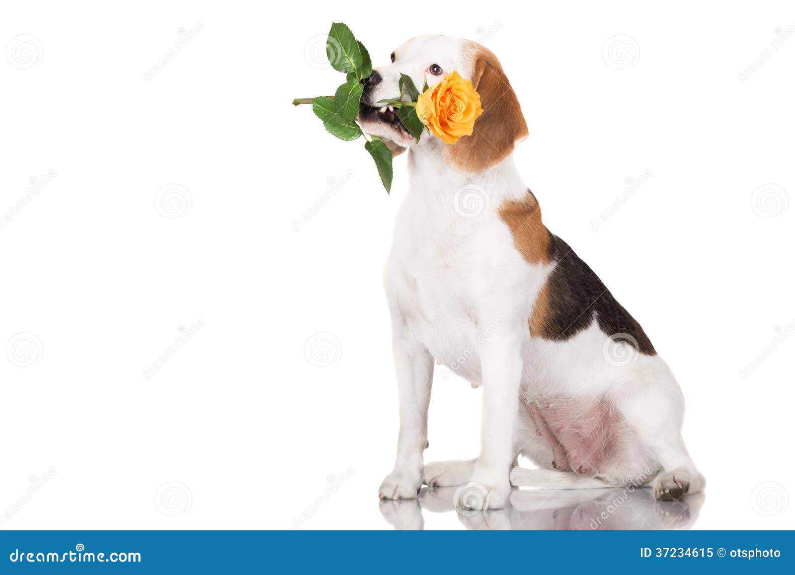 Beagle dog holding a rose stock image. Image of breed 37234615