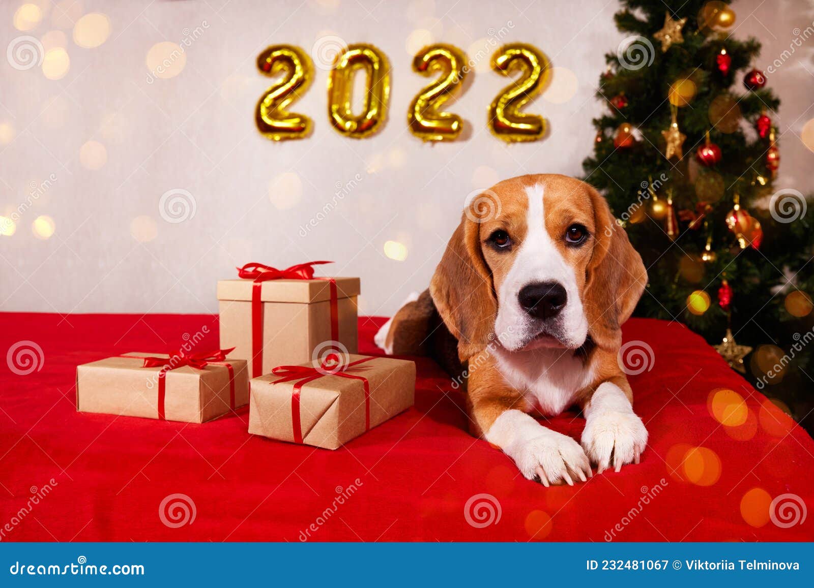 Got A New Puppy For Christmas 2022 A Beagle Dog In A House Decorated With A Christmas Tree Balloons, Gifts, Bokeh Sparkling Lights. Stock Image - Image Of Concept, Number: 232481067