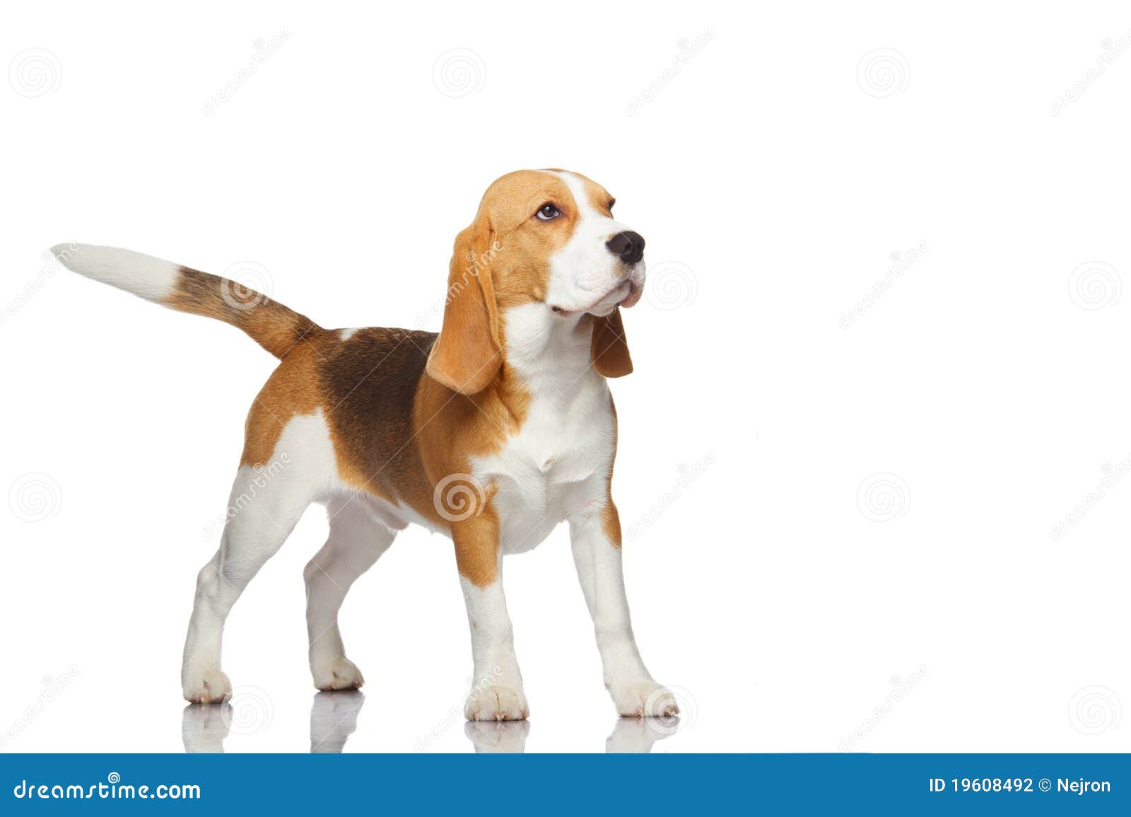 beagle dog  on white background.