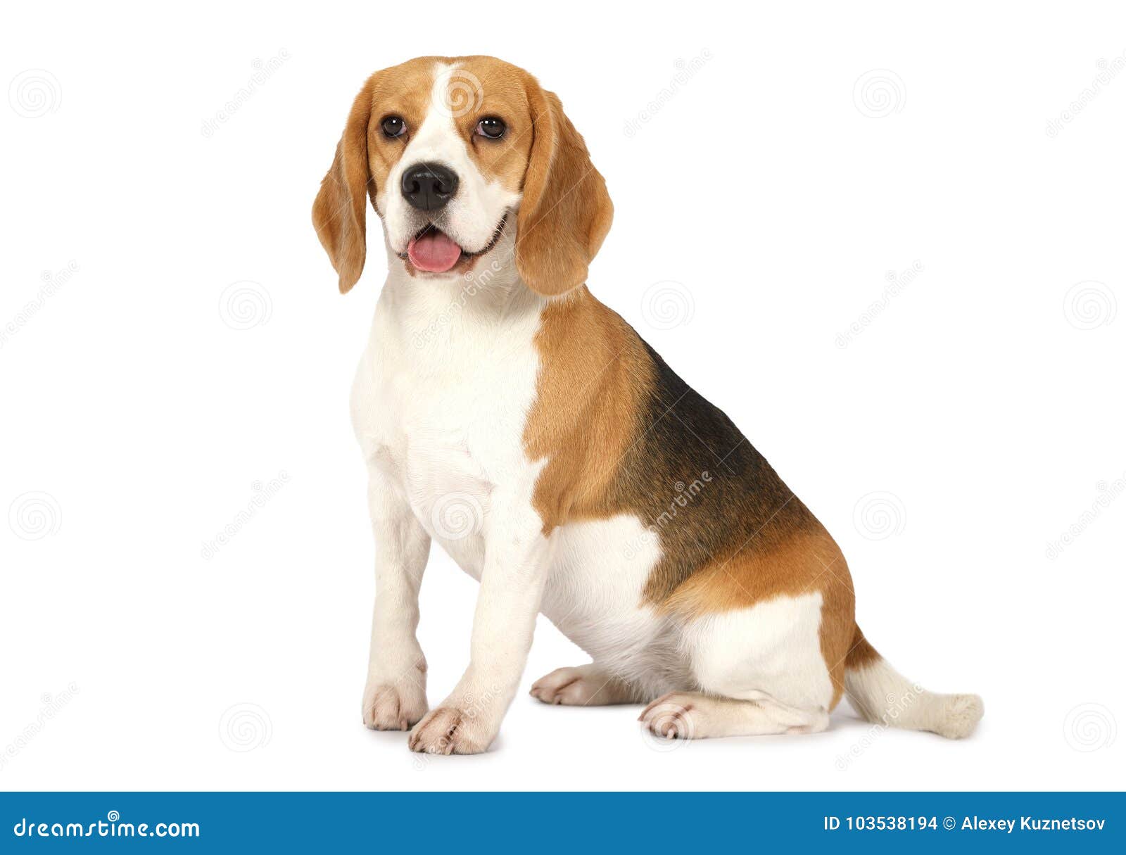 beagle dog  on white background