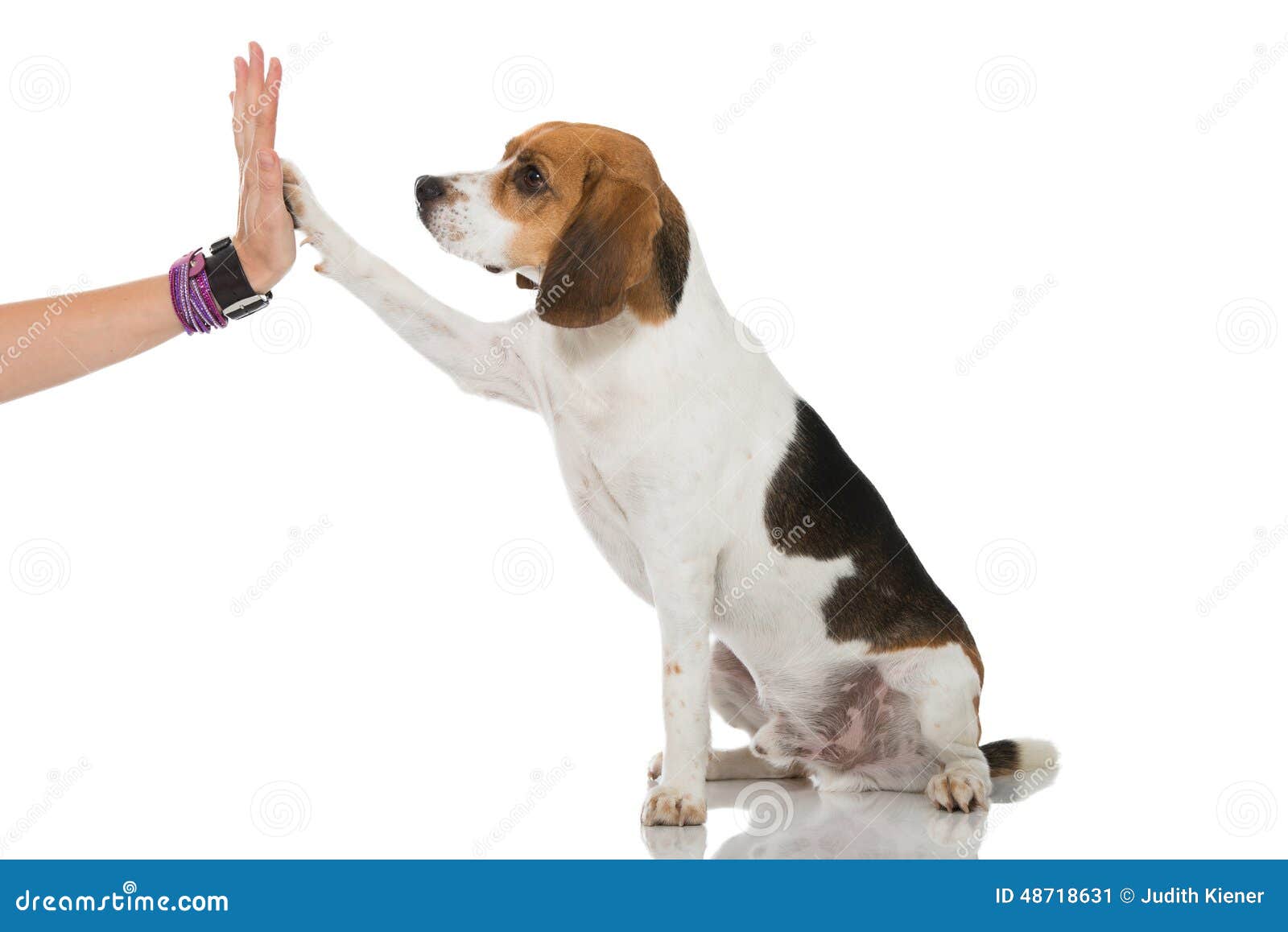 Beagle stock image. Image of lift, learn, background 48718631
