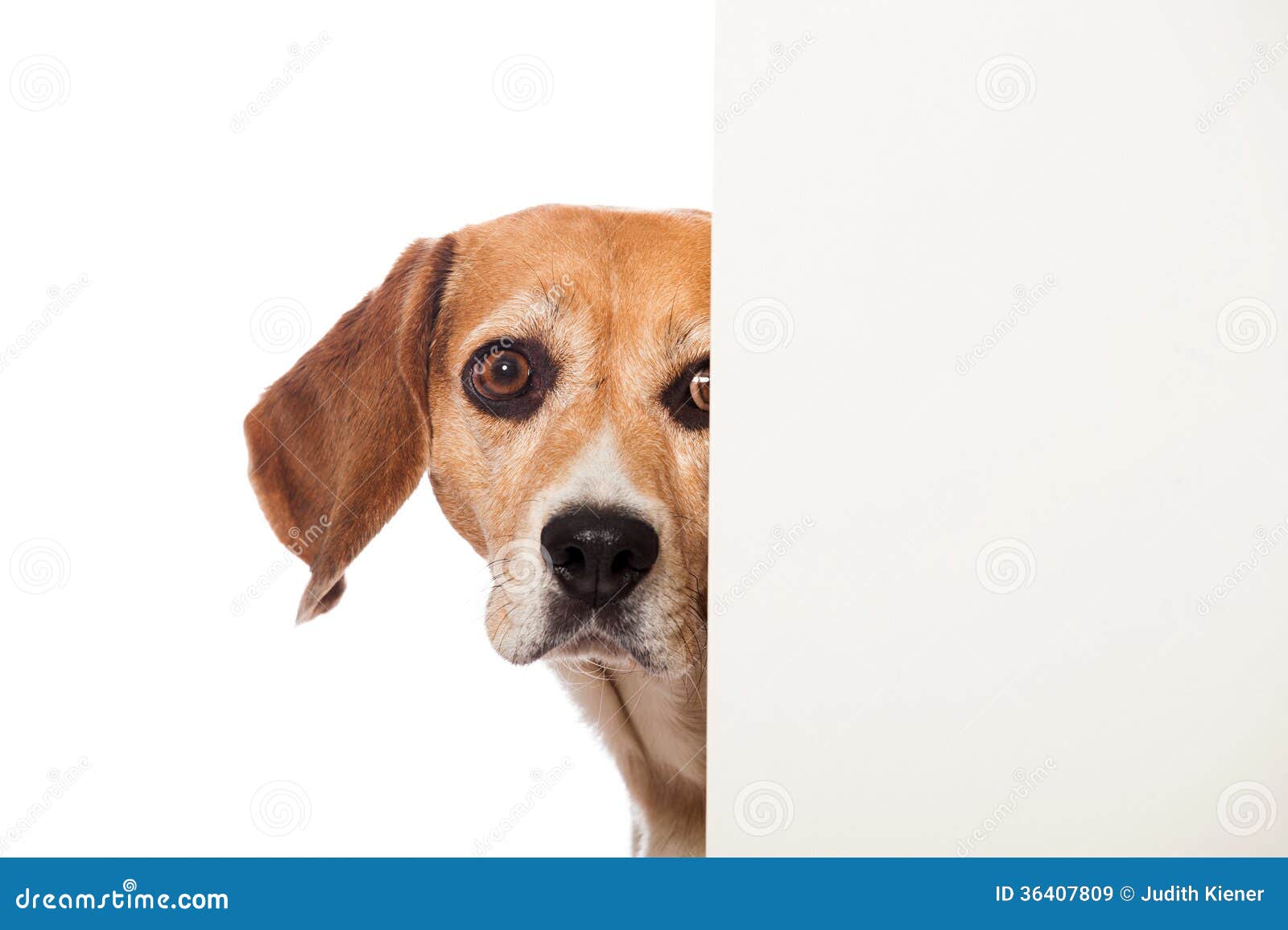 Beagle dog stock image. Image of placeholder, dogs, looks 36407809