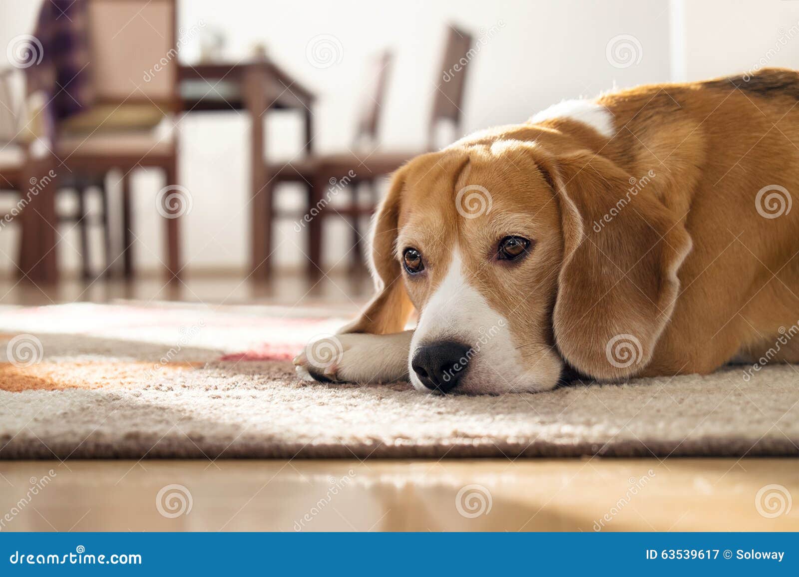 beagle dog lying on carpet in cozy home