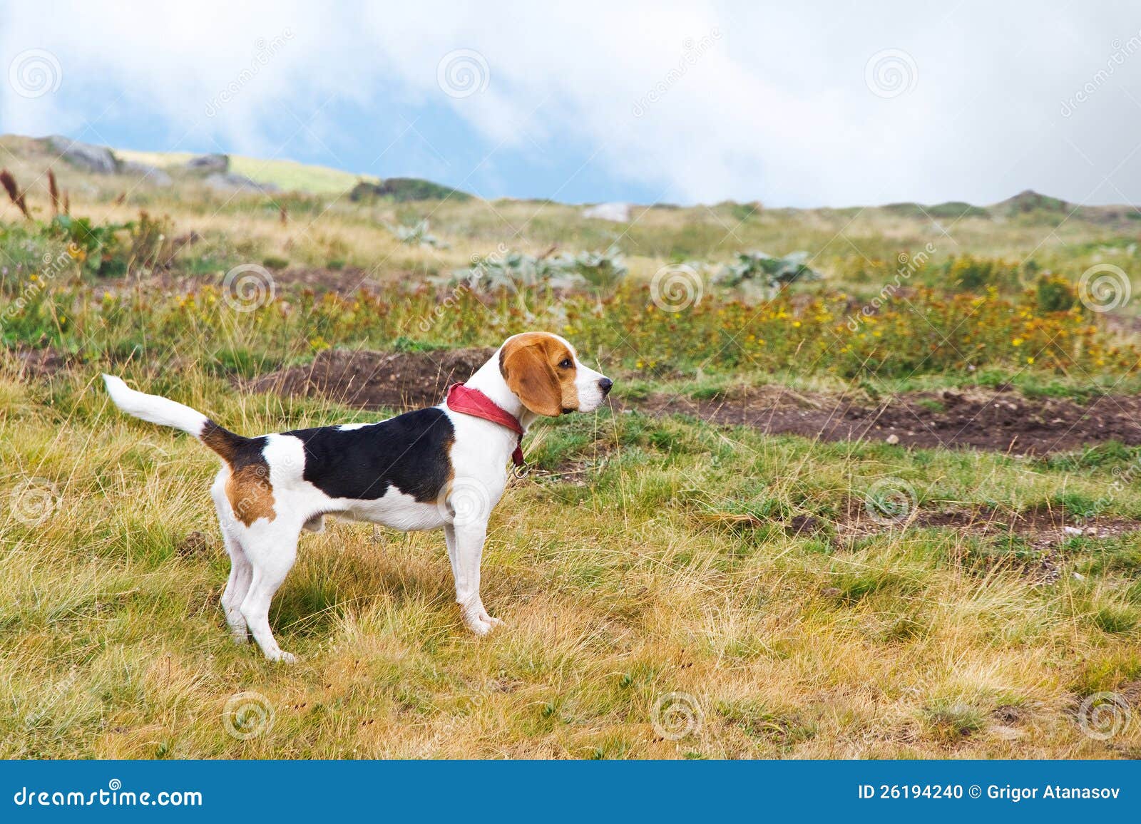 ekskrementer I øvrigt kredit Beagle dog in nature stock photo. Image of lovely, cute - 26194240