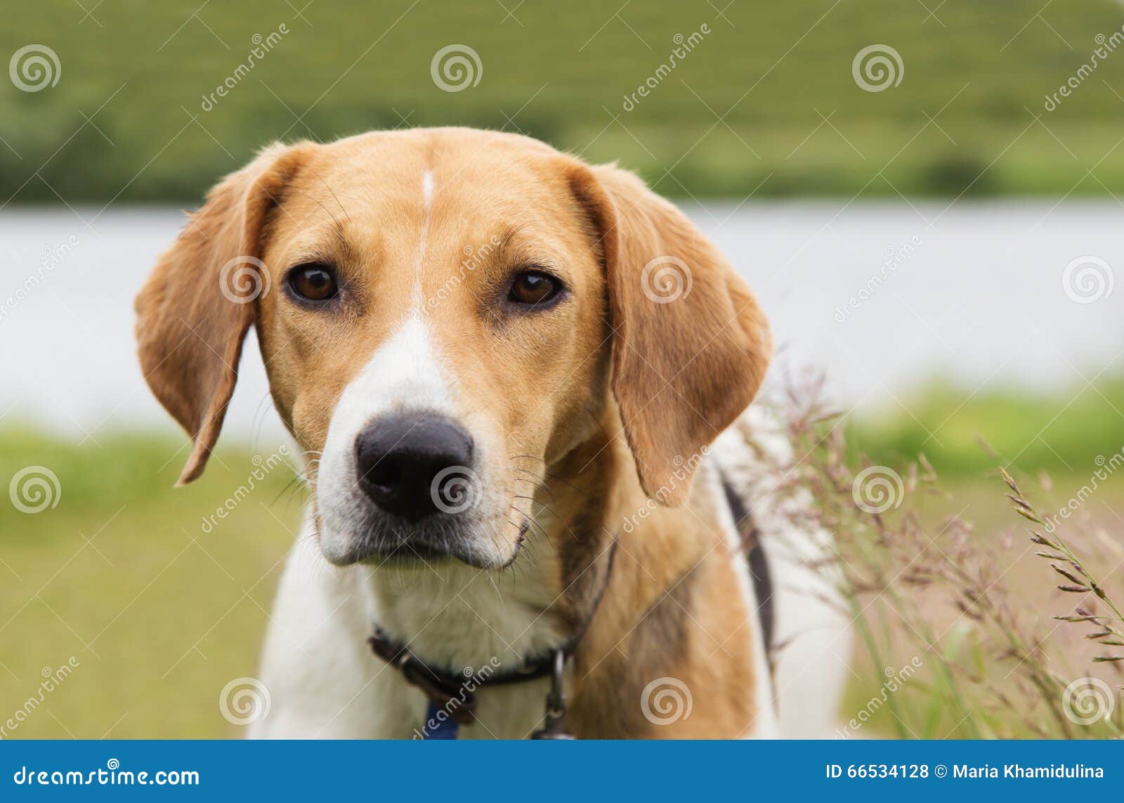 Beagle Dog on Nature Background Stock Photo Image of puppy, outdoor 66534128