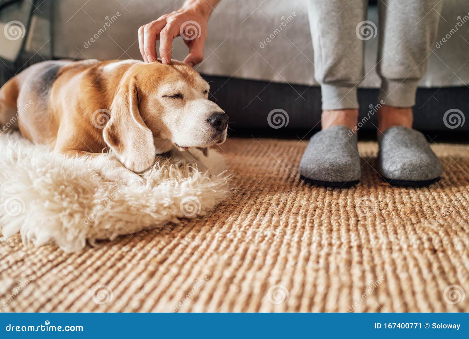 beagle dog owner caress stroking his pet lying on the natural stroking dog on the floor and enjoying the warm home atmosphere