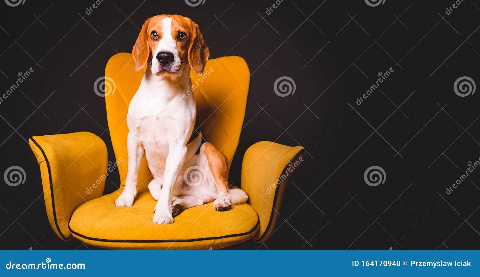 cute dog with copy space cute dog with copy space