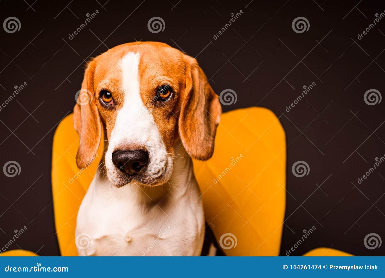 cute dog with copy space cute dog with copy space