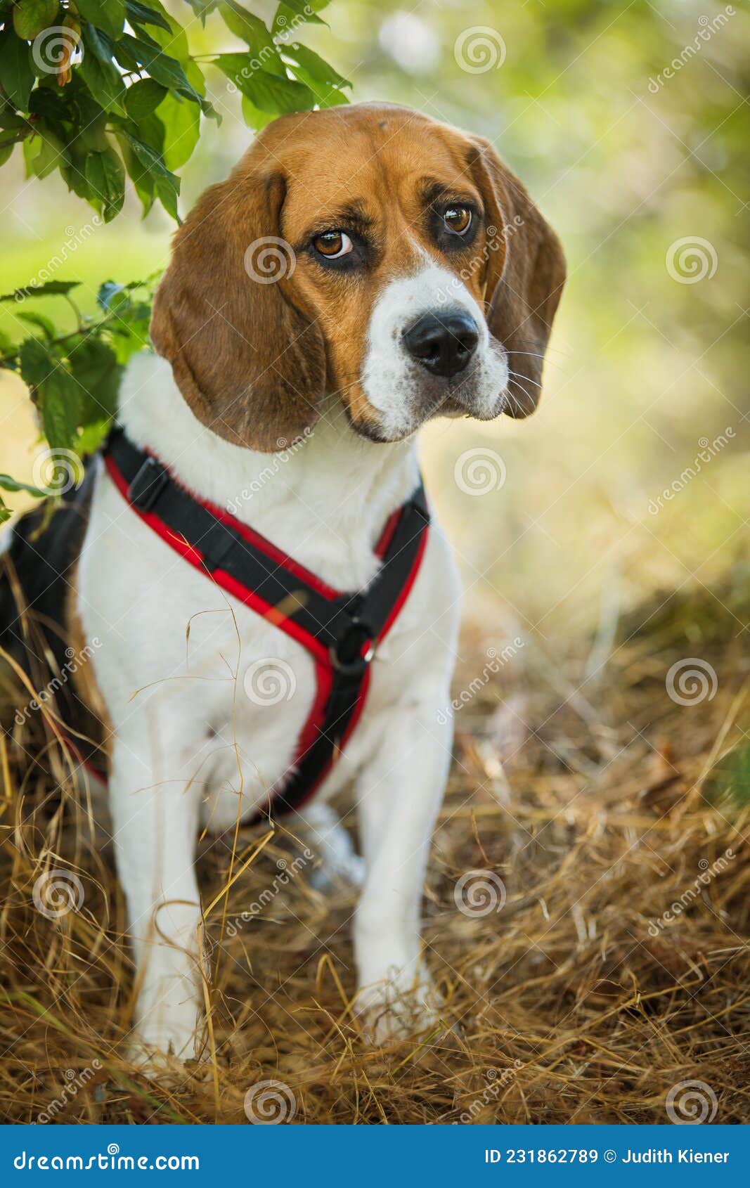 Besætte Biskop anspændt Beagle Dog Sitting in Nature Background Stock Image - Image of beagle,  mammal: 231862789