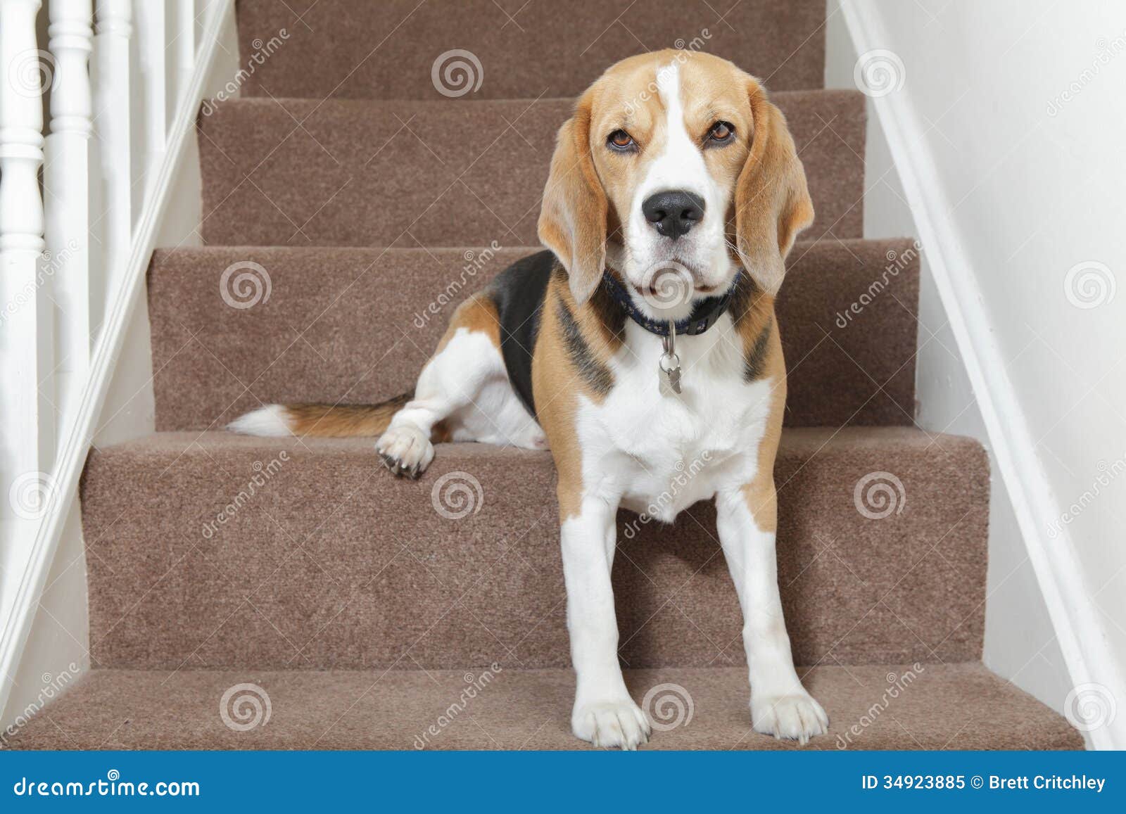 Beagle dog stock image. Image of stairs, sits, home, step 34923885