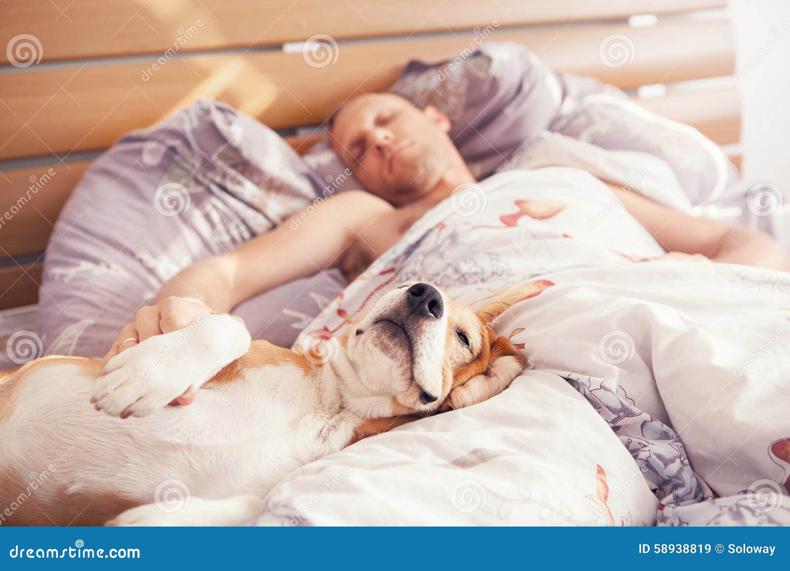 beagle dog sleep with his owner in bed