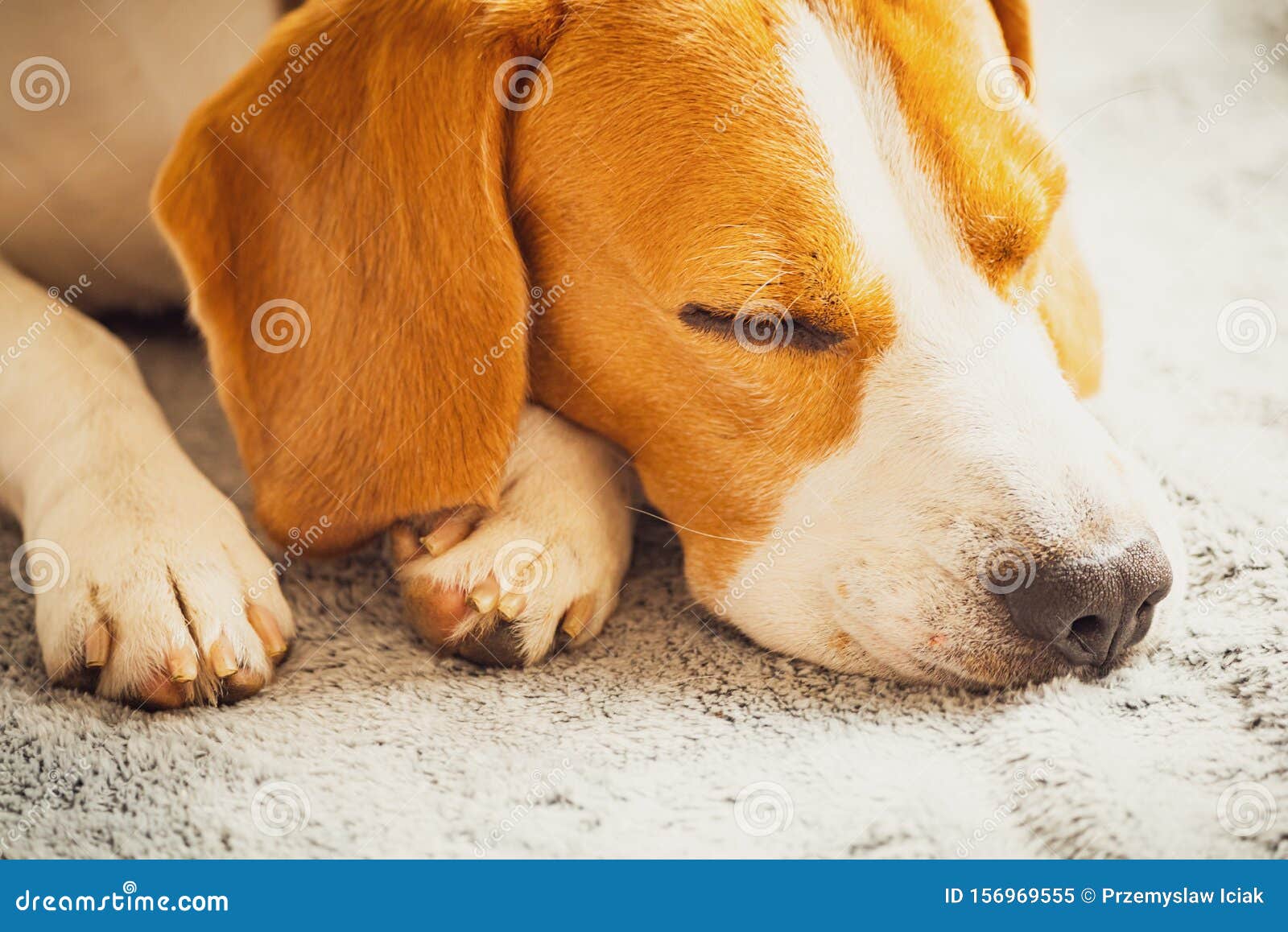 Beagle Dog Sleeping on a Couch. Closeup of Paws and Canine Muzzle Stock