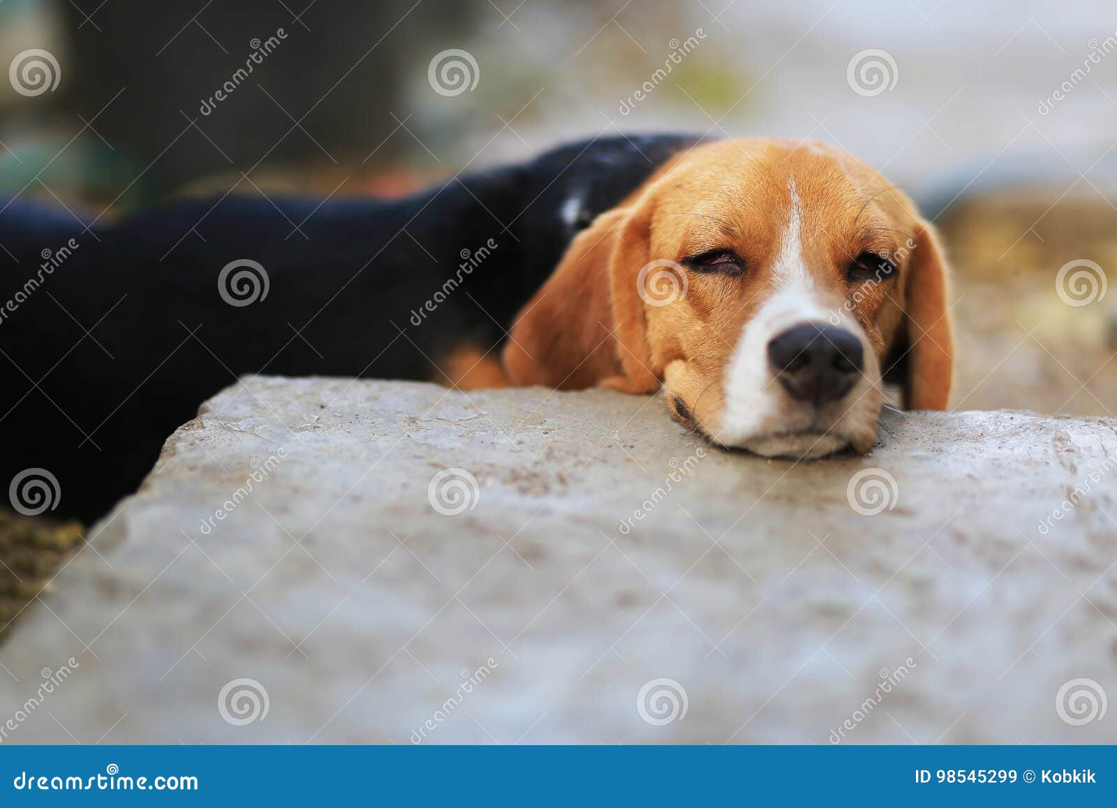 Beagle Dog Sleeps on the Footpath. Stock Image Image of hound, autumn